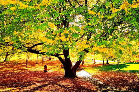 Hobart Half-Day Sightseeing Coach Tram Tour - Accommodation BNB 3