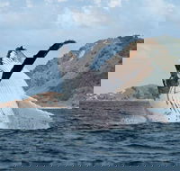 Byron Bay Whale Watching Cruise - Accommodation BNB