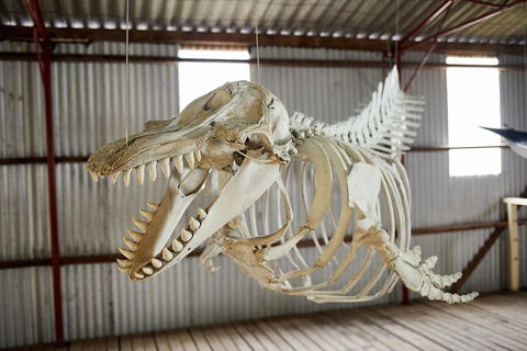 Albany's Whale Story - Accommodation BNB 3