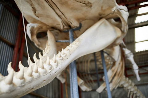 Albany's Whale Story - Accommodation BNB 5