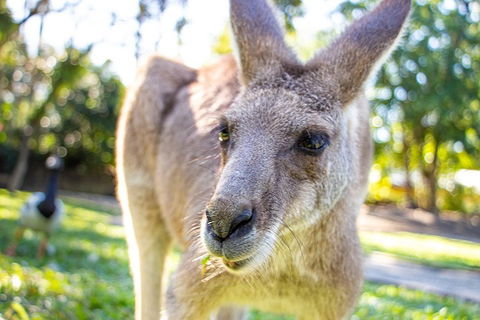 Virtual Interactive Australian Wildlife Tour With Private Guide-Wildlife Habitat - Accommodation BNB 2