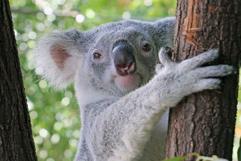 Virtual Interactive Australian Wildlife Tour With Private Guide-Wildlife Habitat - Accommodation BNB 3