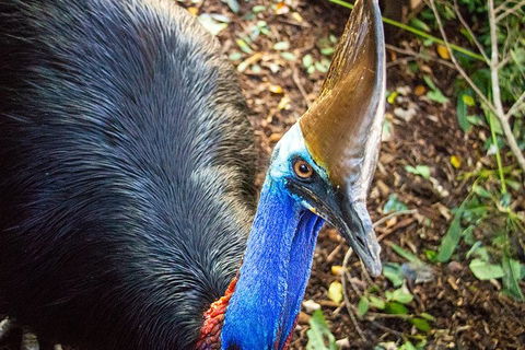 Virtual Interactive Australian Wildlife Tour With Private Guide-Wildlife Habitat - Accommodation BNB 5