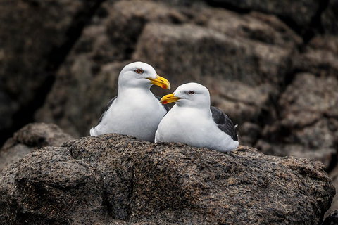 Hobart Sightseeing Cruise Including Iron Pot Lighthouse - Accommodation BNB 4