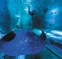 Snorkel with Sharks at AQWA