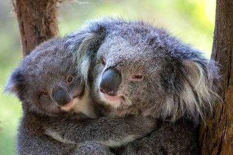 Healesville Sanctuary General Entry Ticket - Accommodation BNB 0
