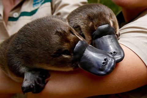 Healesville Sanctuary General Entry Ticket - Accommodation BNB 1