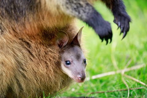Healesville Sanctuary General Entry Ticket - Accommodation BNB 2