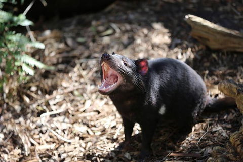 Healesville Sanctuary General Entry Ticket - Accommodation BNB 3