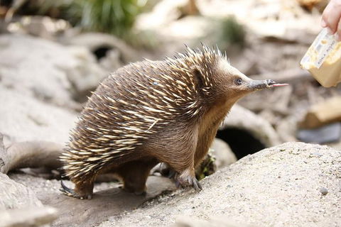 Healesville Sanctuary General Entry Ticket - Accommodation BNB 4