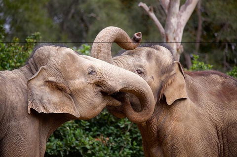 Melbourne Zoo General Entry Ticket - Accommodation BNB 0