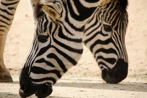 Melbourne Zoo General Entry Ticket - Accommodation BNB 1
