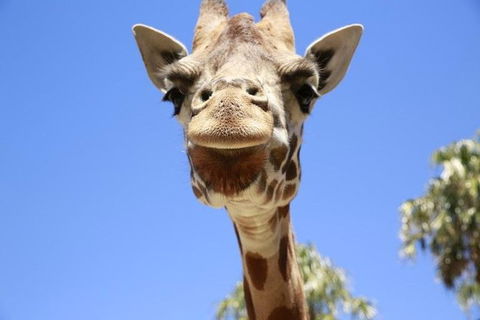 Melbourne Zoo General Entry Ticket - Accommodation BNB 2