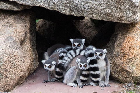 Melbourne Zoo General Entry Ticket - Accommodation BNB 4