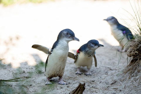 Melbourne Zoo General Entry Ticket - Accommodation BNB 5