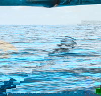Cruise with Dolphins in Byron Bay - Accommodation BNB