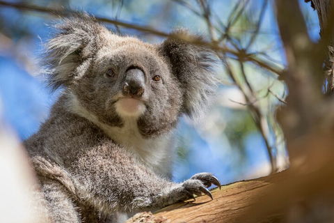 Phillip Island Penguin And Koala Highlights Day-Trip From Melbourne - Accommodation BNB 2
