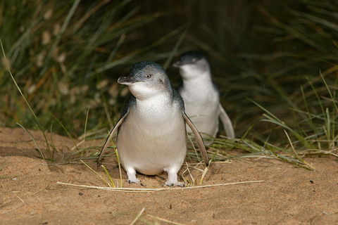 Phillip Island Penguin And Koala Highlights Day-Trip From Melbourne - Accommodation BNB 3
