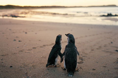 Phillip Island Penguin And Koala Highlights Day-Trip From Melbourne - Accommodation BNB 4