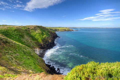 Phillip Island Penguin And Koala Highlights Day-Trip From Melbourne - Accommodation BNB 5