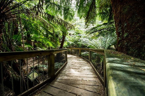 Small-Group Great Ocean Road Experience And Surf Coast Tour - Accommodation BNB 1