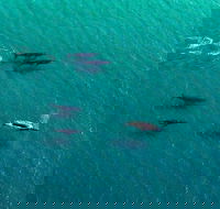40-45 Minute Port Stephens and Stockton Beach Helicopter Flight - For 2 - Accommodation BNB