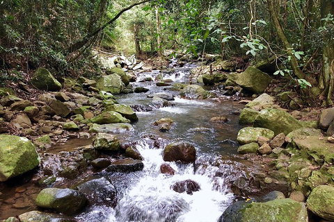 Springbrook Full Day Tour - Accommodation BNB 0