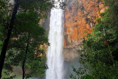Springbrook Full Day Tour - Accommodation BNB 5