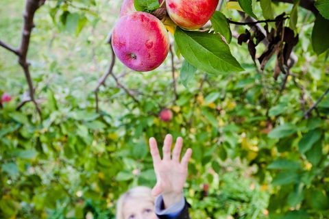 Perth Hills - Wildlife, Art & Gastronomy - Accommodation BNB 1
