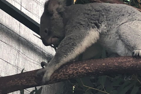 Perth Hills - Wildlife, Art & Gastronomy - Accommodation BNB 3