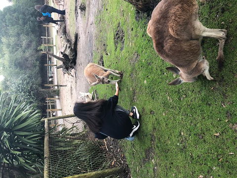 Perth Hills - Wildlife, Art & Gastronomy - Accommodation BNB 4
