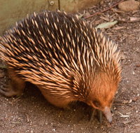 Puffing Billy And Healesville Sanctuary Scenic Tour
