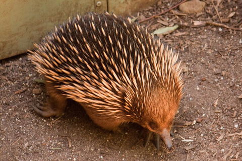 Puffing Billy And Healesville Sanctuary Scenic Tour - Accommodation BNB 0