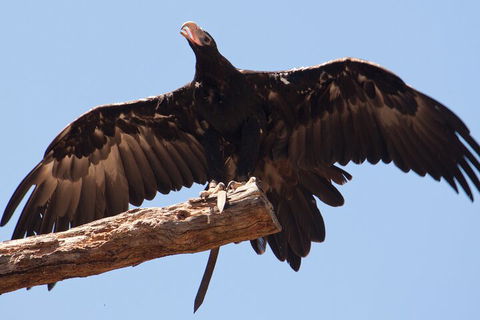 Puffing Billy And Healesville Sanctuary Scenic Tour - Accommodation BNB 4