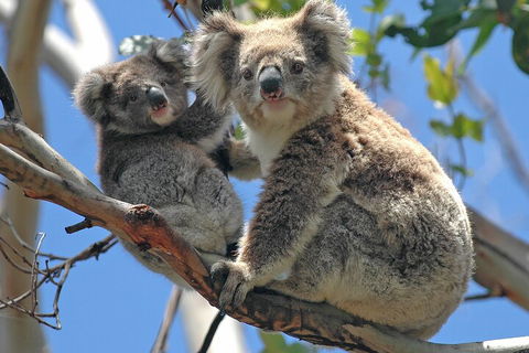 Puffing Billy And Healesville Sanctuary Scenic Tour - Accommodation BNB 5