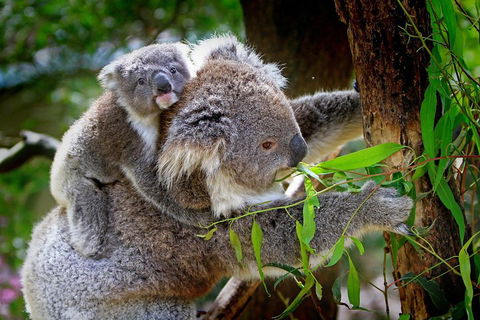 Private Three Day Great Ocean Road Tour - Accommodation BNB 2
