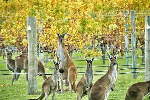 Margaret River Indulge And Discover Day Tour - Accommodation BNB 0