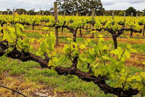 Margaret River Indulge And Discover Day Tour - Accommodation BNB 5