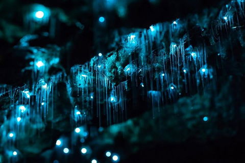 Hinterland Magic & Glow-worm Experience - Accommodation BNB 1
