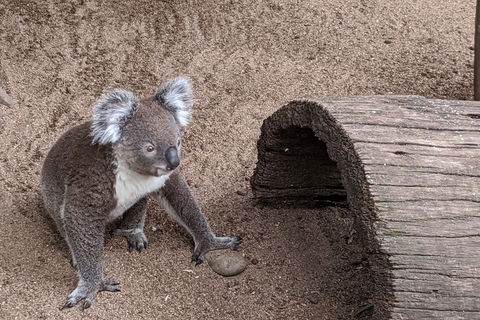 Australian Wildlife & Waterfalls Private Tour With 'Personalised Sydney Tours' - Accommodation BNB 0