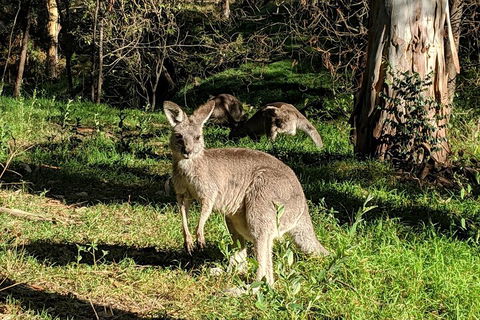 Australian Wildlife & Waterfalls Private Tour With 'Personalised Sydney Tours' - Accommodation BNB 3
