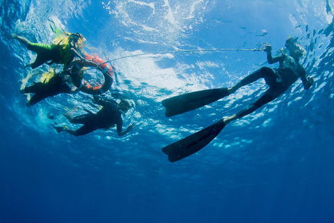 Passions Of Paradise Great Barrier Reef Snorkel And Dive Cruise From Cairns By Luxury Catamaran - Accommodation BNB 2