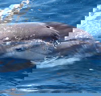 Jervis Bay Dolphin Watch Cruise - Accommodation BNB