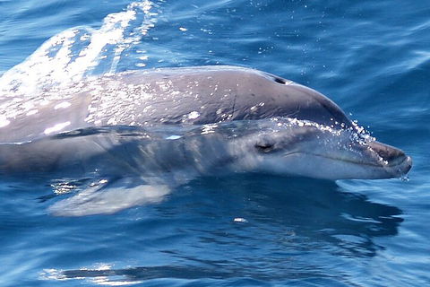 Jervis Bay Dolphin Watch Cruise - Accommodation BNB 0