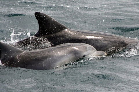 Jervis Bay Dolphin Watch Cruise - Accommodation BNB 2