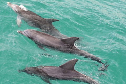 Jervis Bay Dolphin Watch Cruise - Accommodation BNB 5