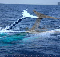 Whale Watching Jervis Bay - Accommodation BNB