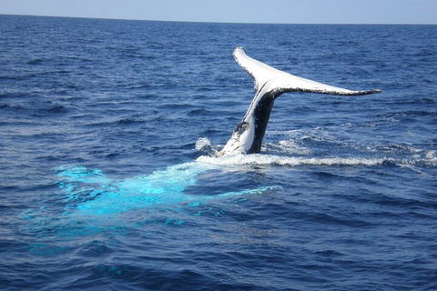 Whale Watching Jervis Bay - Accommodation BNB 0