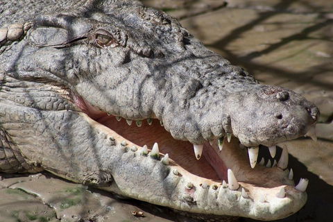 Whitsunday Crocodile Safari Including Lunch - Accommodation BNB 1