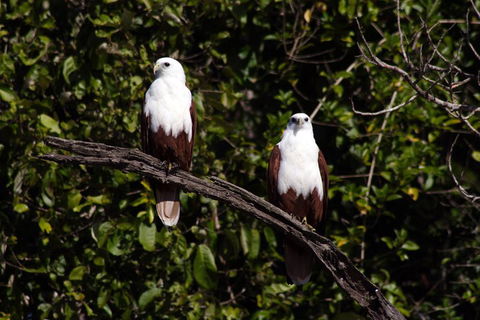 Whitsunday Crocodile Safari Including Lunch - Accommodation BNB 2